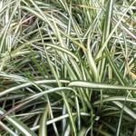 Carex ornithopoda 'Variegata' - Zegge, Vogelzegge