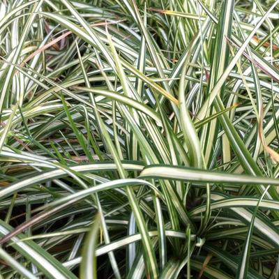 Zegge, Vogelzegge - Carex ornithopoda 'Variegata'