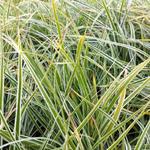 Carex oshimensis 'Everest' - Zegge