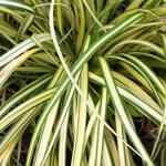 Zegge - Carex oshimensis 'Evergold'