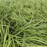 Carex oshimensis 'Ice Cream' - Zegge - Carex oshimensis 'Ice Cream'