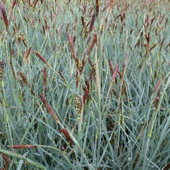 Carex panicea