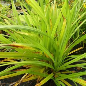 Carex pendula