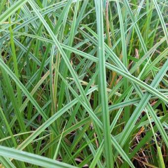 Carex riparia