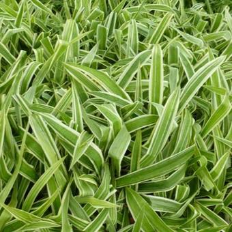 Carex brunnea 'Variegata'