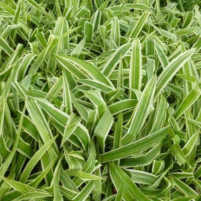 Zegge - Carex brunnea 'Variegata'