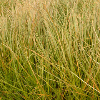 Carex testacea