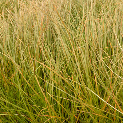 Zegge - Carex testacea