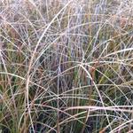 Carex testacea 'Prairie Fire' - Zegge