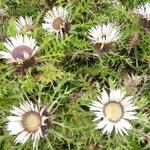 Carlina acaulis subsp. simplex  - Hoge zilverdistel