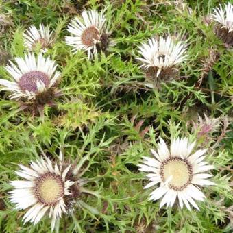 Carlina acaulis subsp. simplex