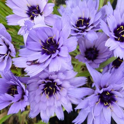 Catananche caerulea - Blauwe strobloem