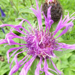 Centaurea 'Caramia' - Korenbloem