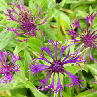 Centaurea montana 'Amethyst Dream'