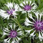 Centaurea montana 'Amethyst in Snow' - Korenbloem