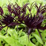 Centaurea montana 'Black Sprite' - Korenbloem