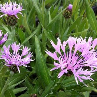 Centaurea montana 'Carnea'