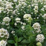 Centranthus ruber 'Albus' - Witte spoorbloem (Rode Valeriaan)