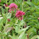 Centranthus ruber 'Coccineus' - Rode valeriaan, Spoorbloem - Centranthus ruber 'Coccineus'