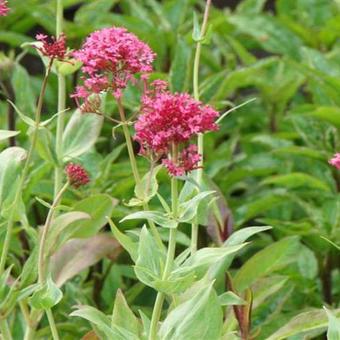 Centranthus ruber 'Coccineus'