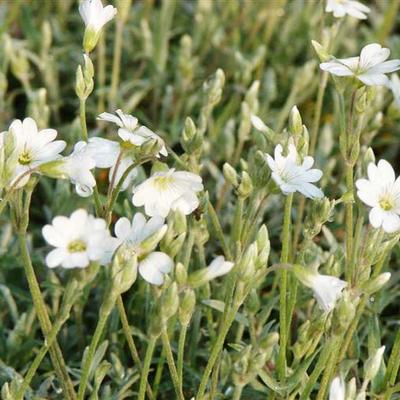 Cerastium biebersteinii - Viltige hoornbloem, muizenoortjes