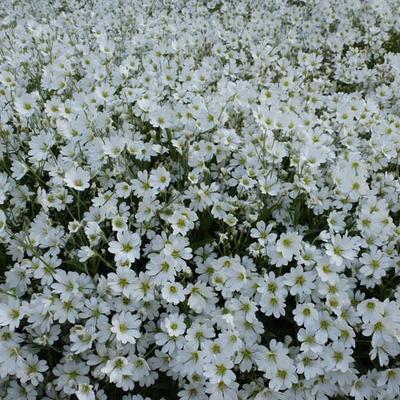 Cerastium biebersteinii  'Yo Yo' - Hoornbloem