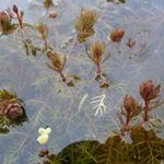 Ceratophyllum demersum - Gedoornd hoornblad, Grof hoornblad