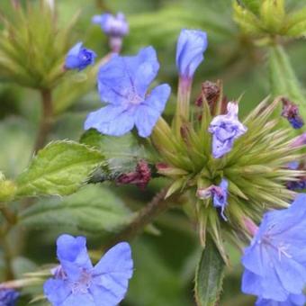 Ceratostigma willmottianum 'Forest Blue'