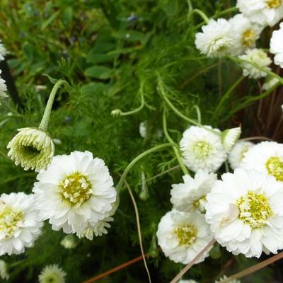 Chamaemelum nobile 'Ligulosum' - Roomse kamille