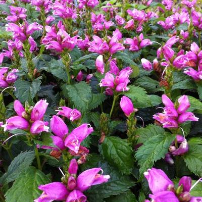 Chelone lyonii 'Hot Lips' - Schildpadbloem