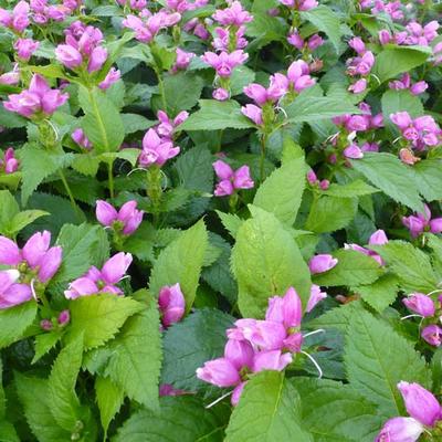 Chelone obliqua - Schildpadbloem