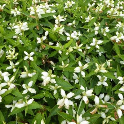 Chelone obliqua 'Alba' - Schildpadbloem