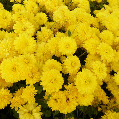 Chrysant - Chrysanthemum indicum 'Citronella'