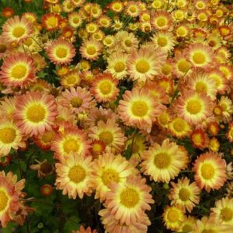 Chrysanthemum indicum 'Dernier Soleil'