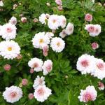 Chrysanthemum  indicum 'Julia' - Chrysant