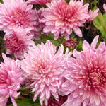 Chrysanthemum indicum 'Orchid Helen' - Chrysant