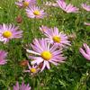 Chrysant - Chrysanthemum rubellum 'Clara Curtis'