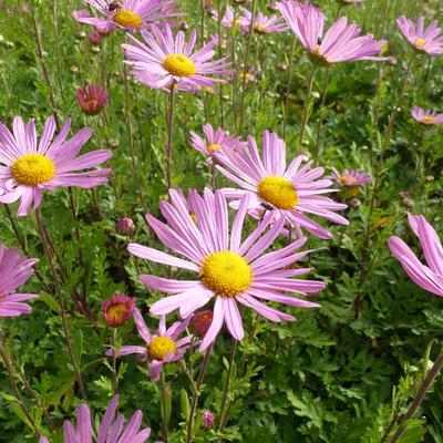 Chrysanthemum rubellum 'Clara Curtis' - Chrysant