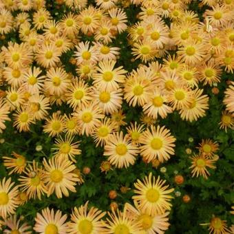 Chrysanthemum rubellum 'Mary Stoker'