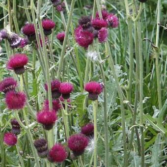 Cirsium rivulare 'Atropurpureum'