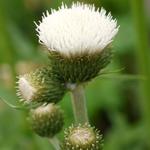 Vederdistel - Cirsium rivulare 'Frosted Magic'