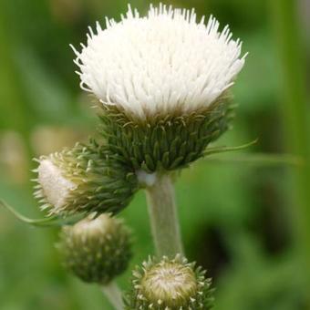 Cirsium rivulare 'Frosted Magic'