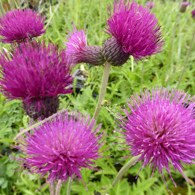 Cirsium rivulare 'Trevor's Blue Wonder' - Vederdistel