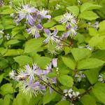 Clematis x jouiniana 'Mrs.Robert Brydon' - Bosrank