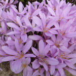 Colchicum autumnale - Herfsttijloos