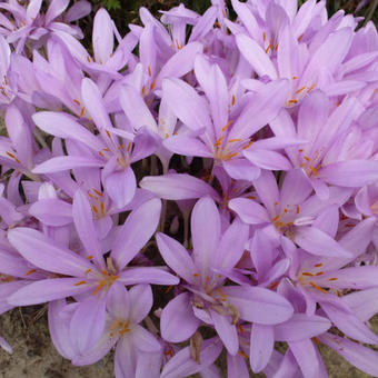 Colchicum autumnale