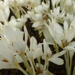 Colchicum autumnale 'Alba' - Herfsttijloos