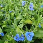 Commelina tuberosa - Spinkruid,Dagbloem