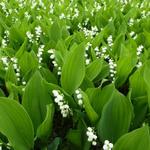 Convallaria majalis - Meiklokje