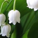 Convallaria majalis 'Bridal Choice' - Meiklokje